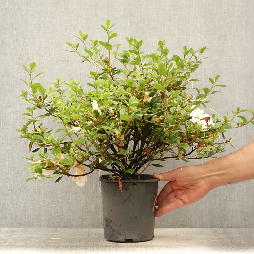 Exemplaar van Rhododendron japonica Dorothy Heiden - Japanse azalea Pot van 2 l/3 l zoals geleverd in de zomer