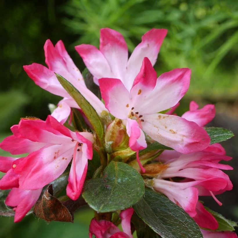 Rhododendron japonica Izumi no mai - Japanse azalea (Flowering)