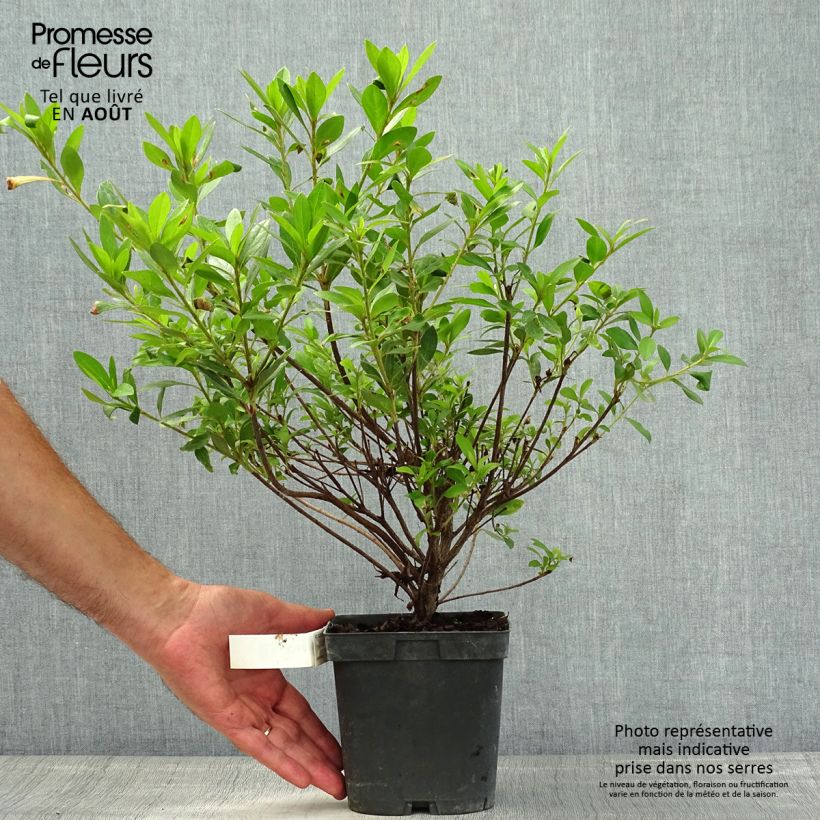 Exemplaar van Rhododendron japonica Rosa King - Japanse azalea Pot van 2 l/3 l zoals geleverd in de zomer