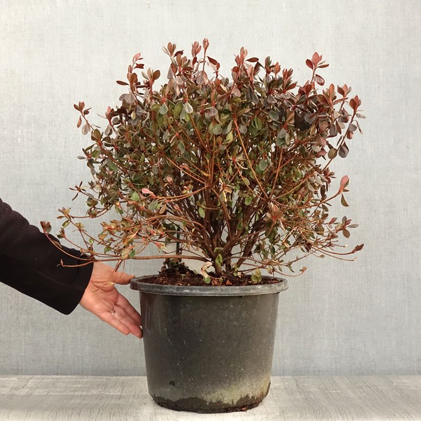 Exemplaar van Rhododendron japonica Stewartstonian - Japanse azalea Pot van 12 l/15 l zoals geleverd in de herfst