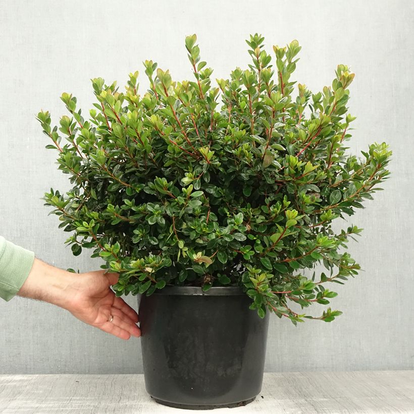 Exemplaar van Rhododendron japonica Stewartstonian - Japanse azalea Pot van 12 l/15 l zoals geleverd in de zomer