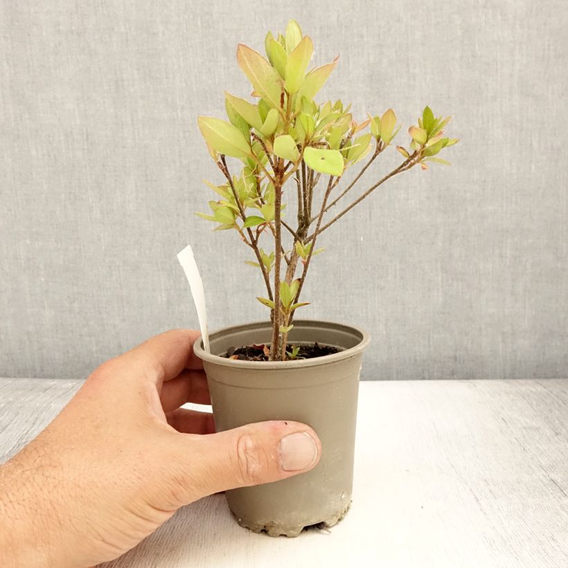Exemplaar van Rhododendron japonica Vuyk's Scarlet - Japanse azalea Kweekpotje van 8/9 cm zoals geleverd in de zomer