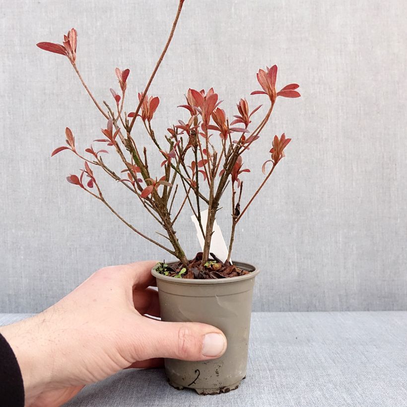 Example of Azalée du Japon Vuyk's Scarlet - Rhododendron hybride. Kweekpotje van 8/9 cm as you get in hiver