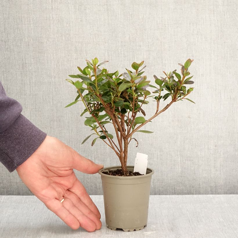 Exemplaar van Rhododendron kurume Blaauw's Roze - Japanse azalea Kweekpotje van 8/9 cm zoals geleverd in de herfst