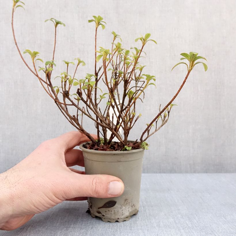Example of Rhododendron kurume Blaauw's Roze - Japanse azalea Kweekpotje van 8/9 cm as you get in hiver