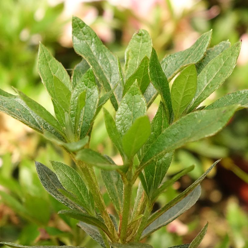 Rhododendron japonica Melle - Japanse azalea (Blad)