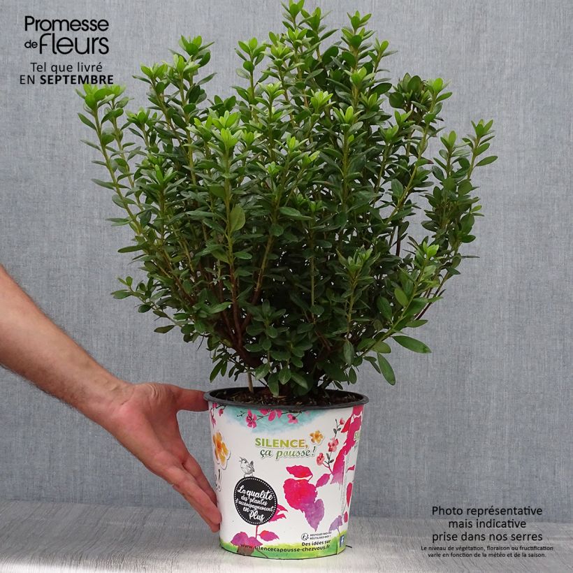 Exemplaar van Rhododendron japonica Orange Beauty - Japanse azalea Pot van 2 l/3 l zoals geleverd in de herfst