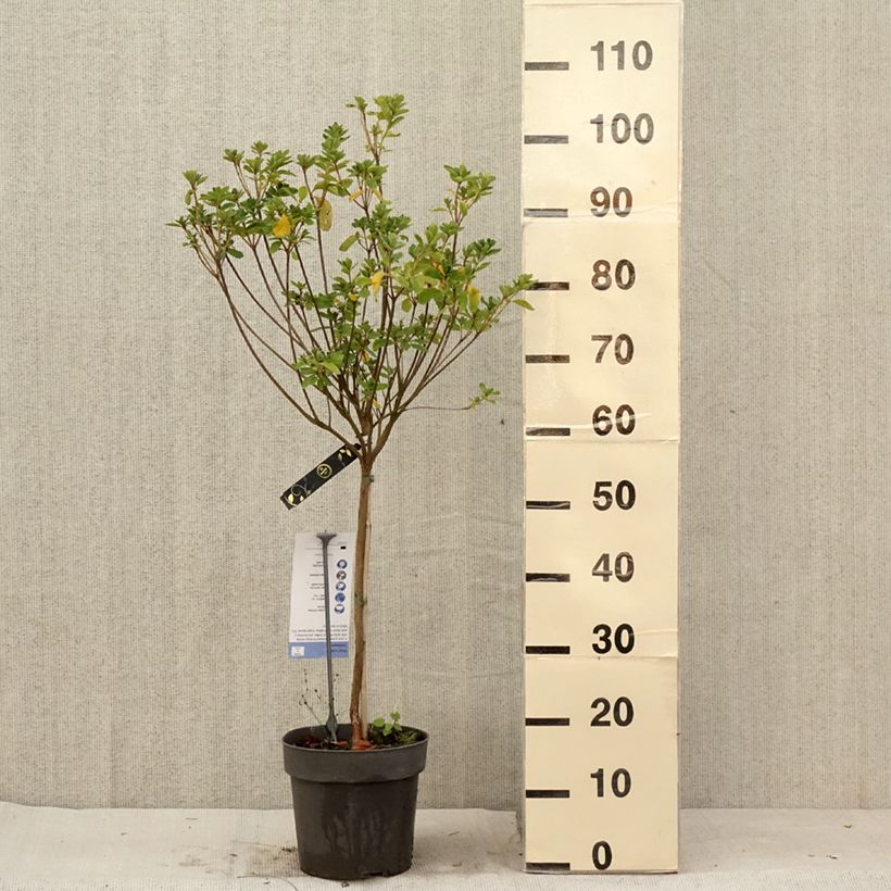 Exemplaar van Azalée japonaise Schneeglanz - Rhododendron hybride Pot de 4L/5L, Tige, Tige de 40 cm zoals geleverd in de zomer