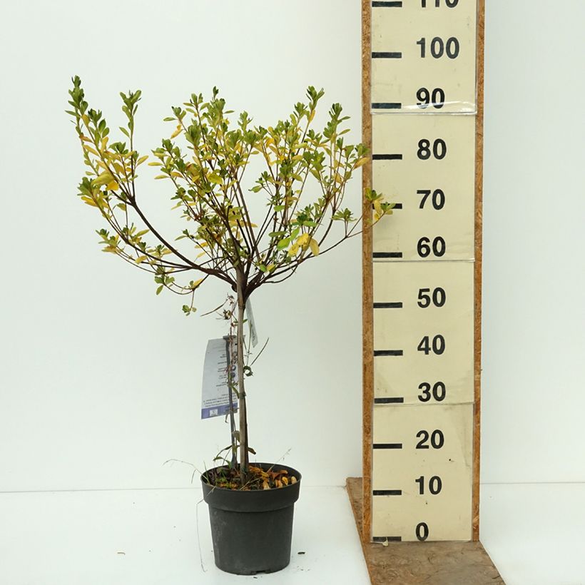 Exemplaar van Rhododendron Schneeglanz - Japanse azalea Pot van 4 l/5 l, Stengel zoals geleverd in de herfst