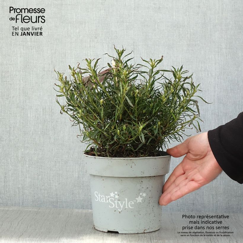 Example of Rhododendron japonica Star Style Roze - Japanse azalea Pot van 3 l/4 l as you get in hiver