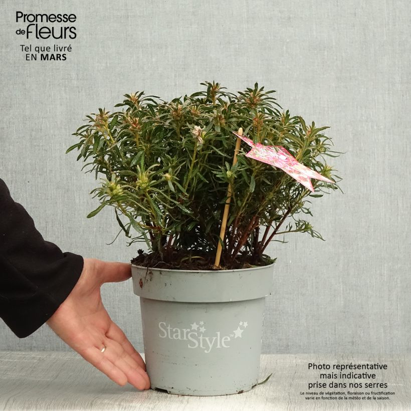 Exemplaar van Rhododendron japonica Star Style Roze - Japanse azalea Pot van 3 l/4 l zoals geleverd in de lente