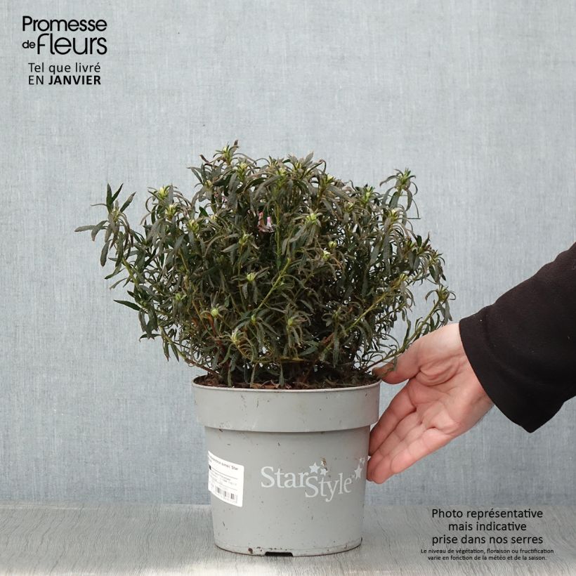 Example of Azalée japonaise Star Style Violet - Azalea japonica Pot van 3 l/4 l as you get in hiver