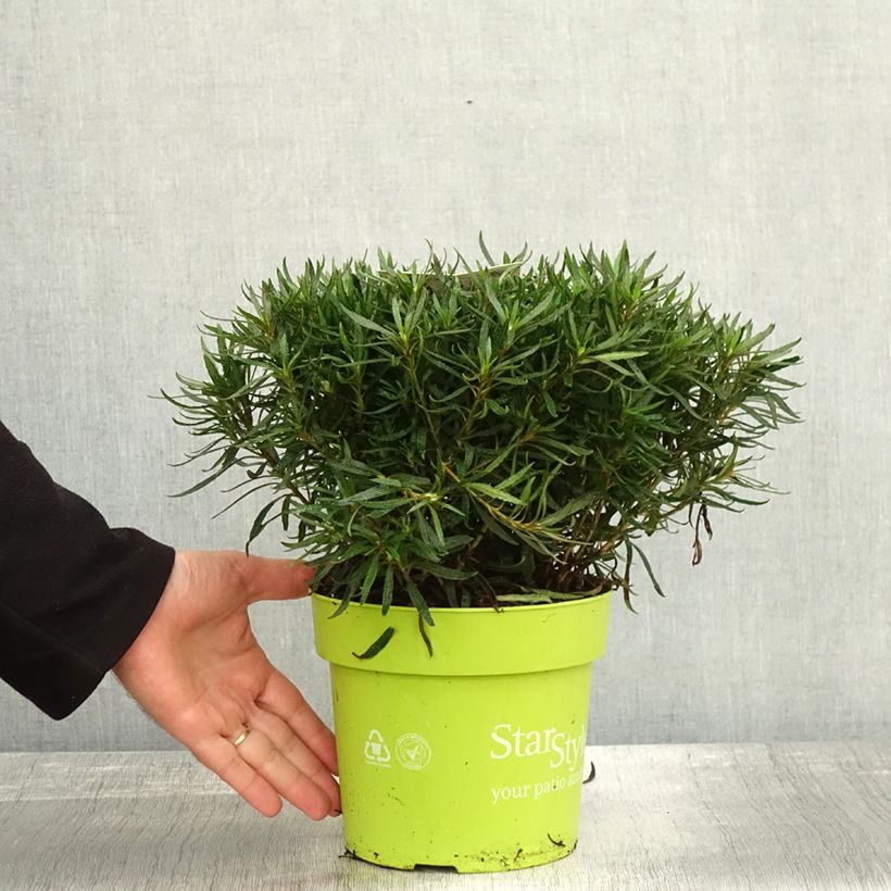 Exemplaar van Rhododendron japonica Star Style Wit - Japanse azalea Pot van 3 l/4 l zoals geleverd in de herfst
