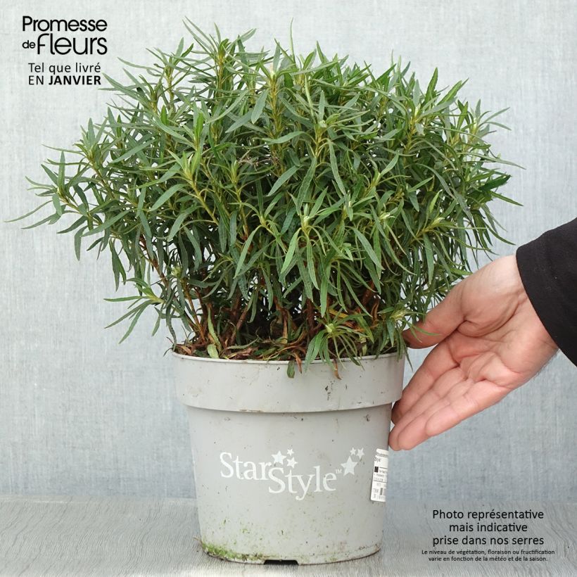 Example of Azalée japonaise Star Style White - Azalea japonica Pot van 3 l/4 l as you get in hiver