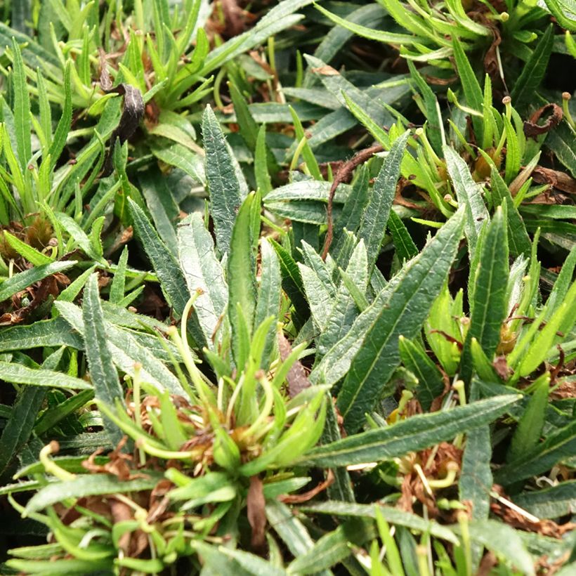 Rhododendron japonica Star Style Wit - Japanse azalea (Blad)