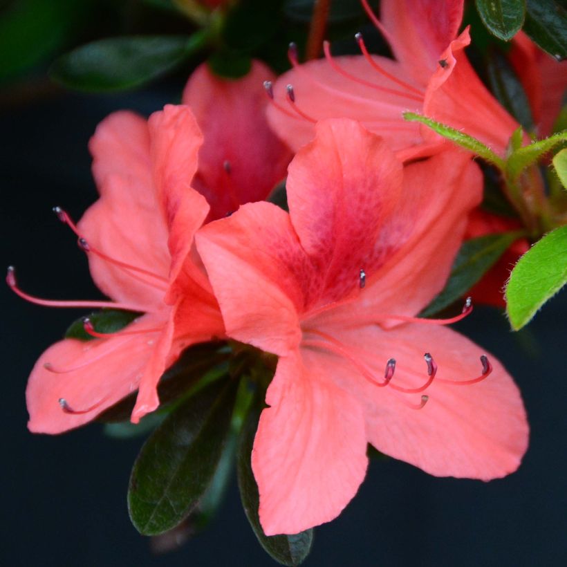 Rhododendron japonica Tamanini - Japanse azalea (Flowering)
