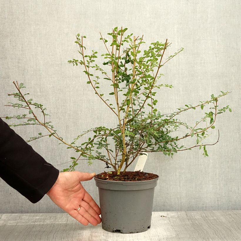 Exemplaar van Azara microphylla - Vanilleboom Pot van 2 l/3 l zoals geleverd in de herfst