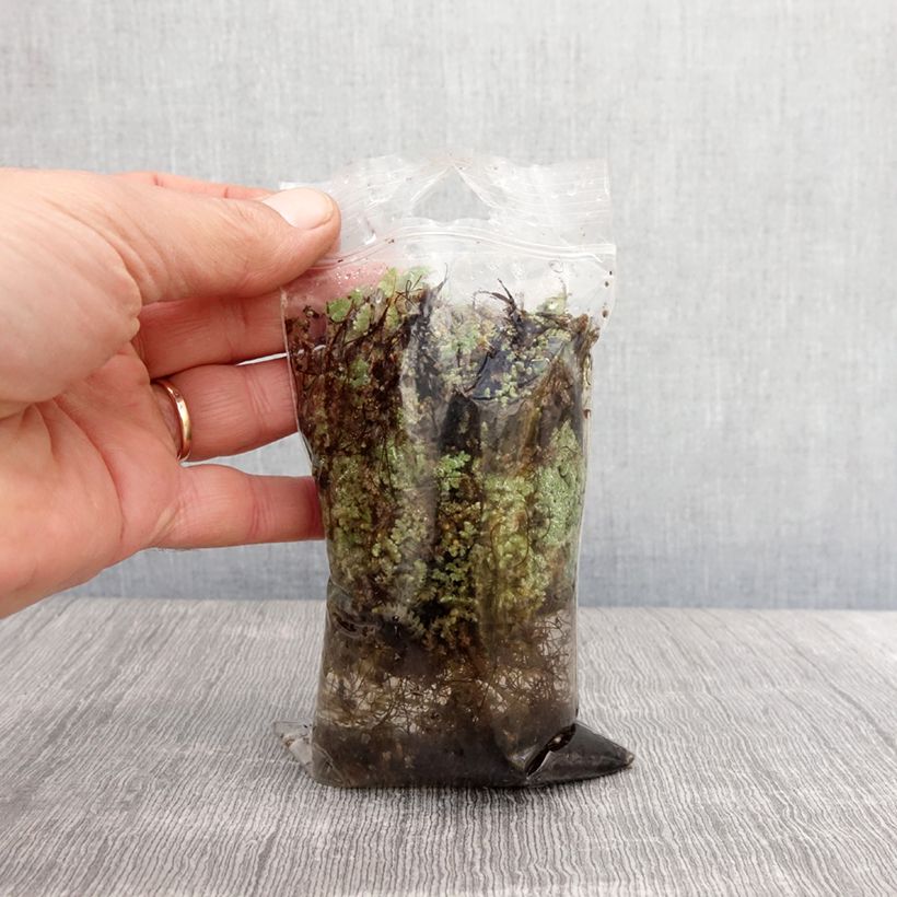 Exemplaar van Azolla pinnata - Azolle pennée Naakte wortel zoals geleverd in de lente