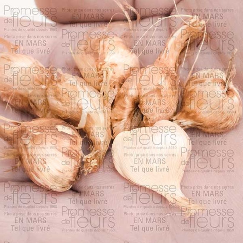 Voorbeeld van een exemplaar van Babiana stricta Zwanenburg Glory - Baviaanbloem Bol kaliber 4+ zoals geleverd