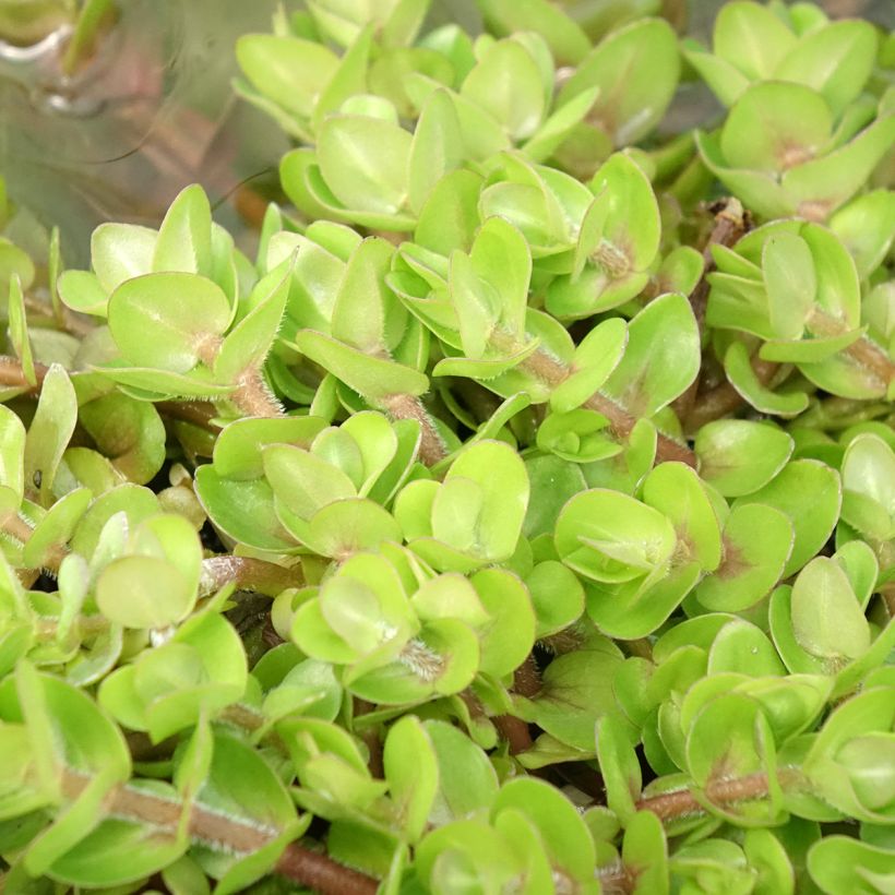 Bacopa caroliniana (Blad)