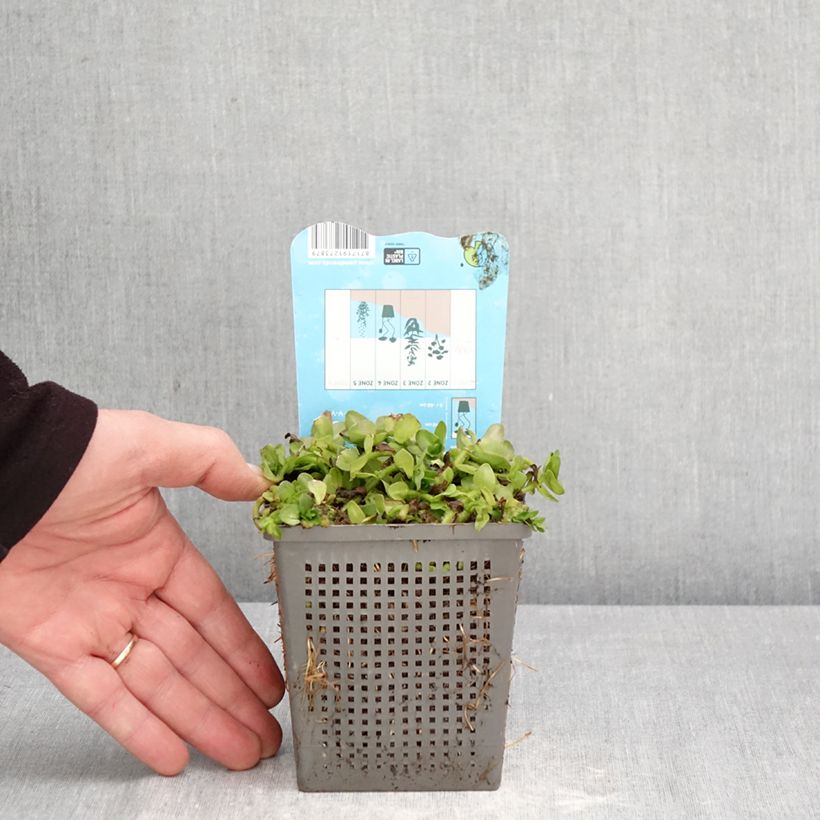 Exemplaar van Bacopa caroliniana Pot van 1 l/1,5 l zoals geleverd in de lente