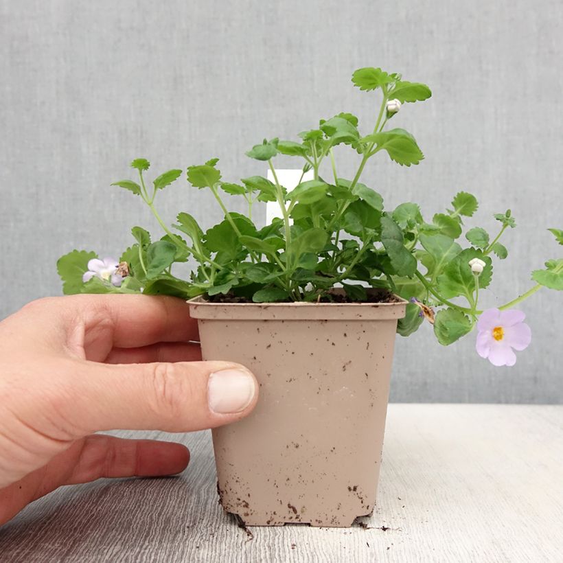 Example of Bacopa Gulliver Blue Sensation  Kweekpotje van 8/9 cm as you get in printemps