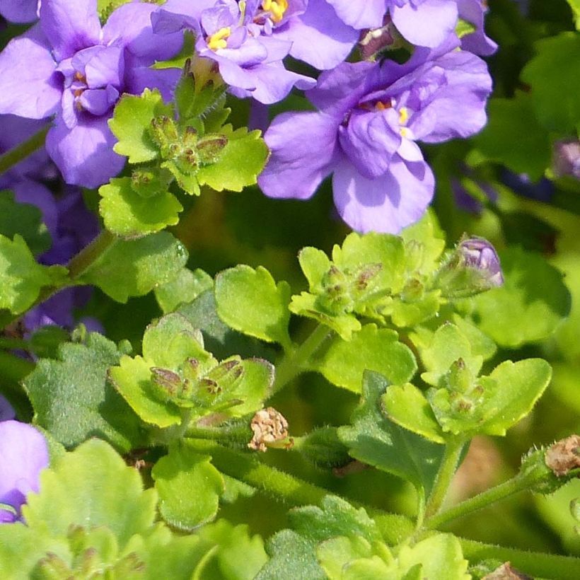 Bacopa Scopia Double Indigo - Bacopa (Blad)