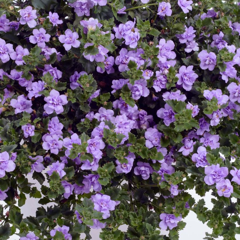 Bacopa Scopia Double Lavender - Bacopa (Flowering)