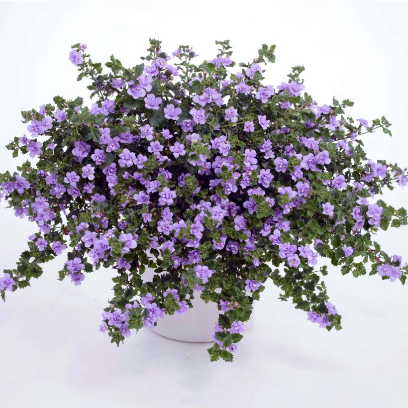 Bacopa Scopia Double Lavender - Bacopa (Plant habit)