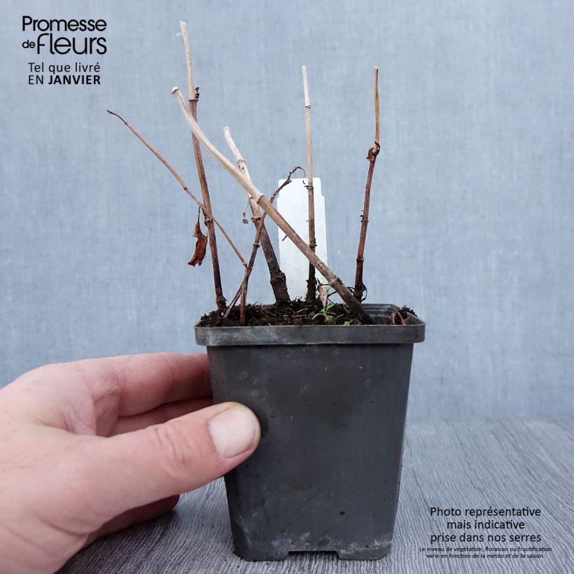 Example of Baldellia ranunculoides - Alisma fausse-renoncule  Kweekpotje van 8/9 cm as you get in hiver