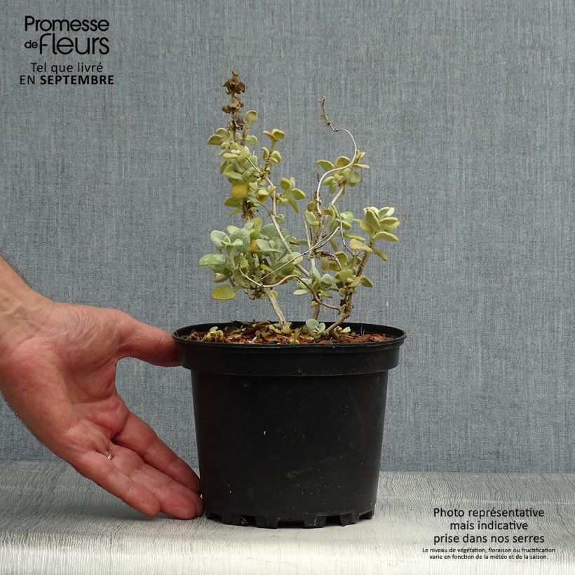 Exemplaar van Ballota pseudodictamnus - Ballote Pot van 2 l/3 l zoals geleverd in de herfst