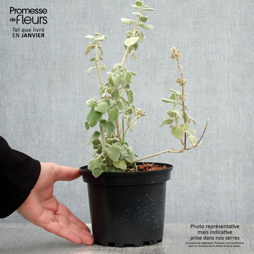 Example of Ballota pseudodictamnus - Ballote pseudodictame Pot van 2 l/3 l as you get in hiver