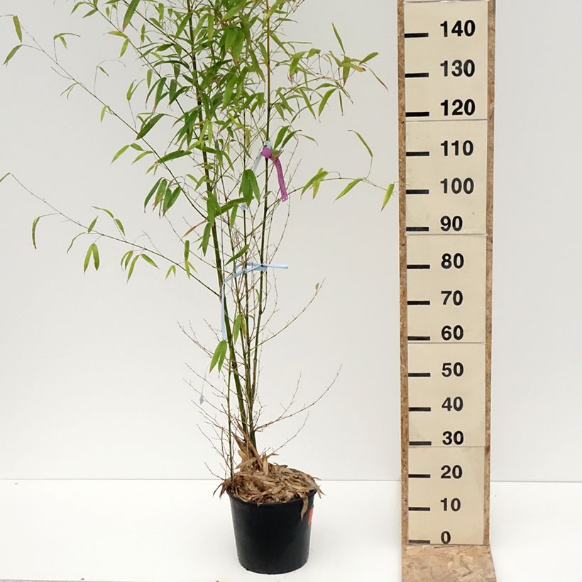Example of Bambou doré - Phyllostachys aurea Pot van 7,5 l/10 l as you get in hiver