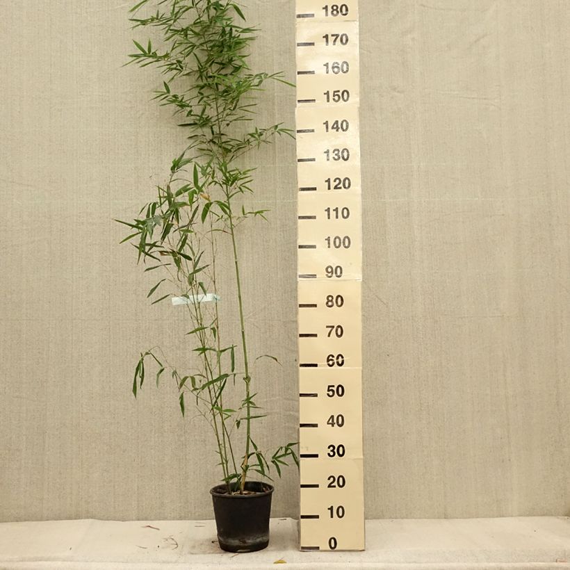 Exemplaar van Phyllostachys aurea Koï - Gouden bamboe Pot van 4 l/5 l zoals geleverd in de herfst