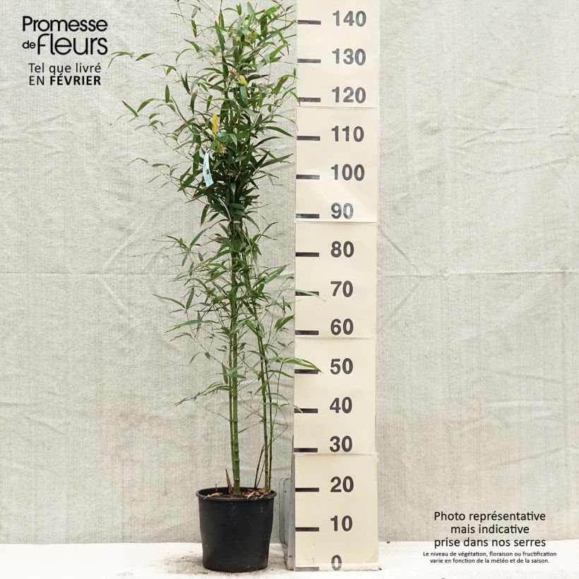 Example of Phyllostachys aurea Koï - Gouden bamboe Pot van 4 l/5 l as you get in hiver