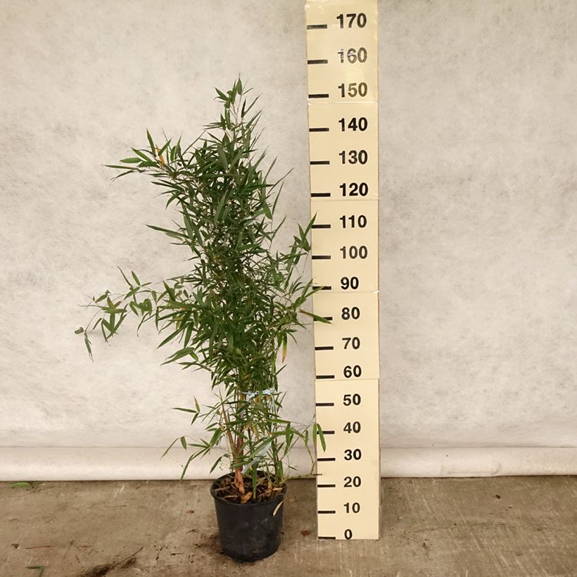 Exemplaar van Phyllostachys aurea - Gouden bamboe Pot van 4 l/5 l zoals geleverd in de zomer