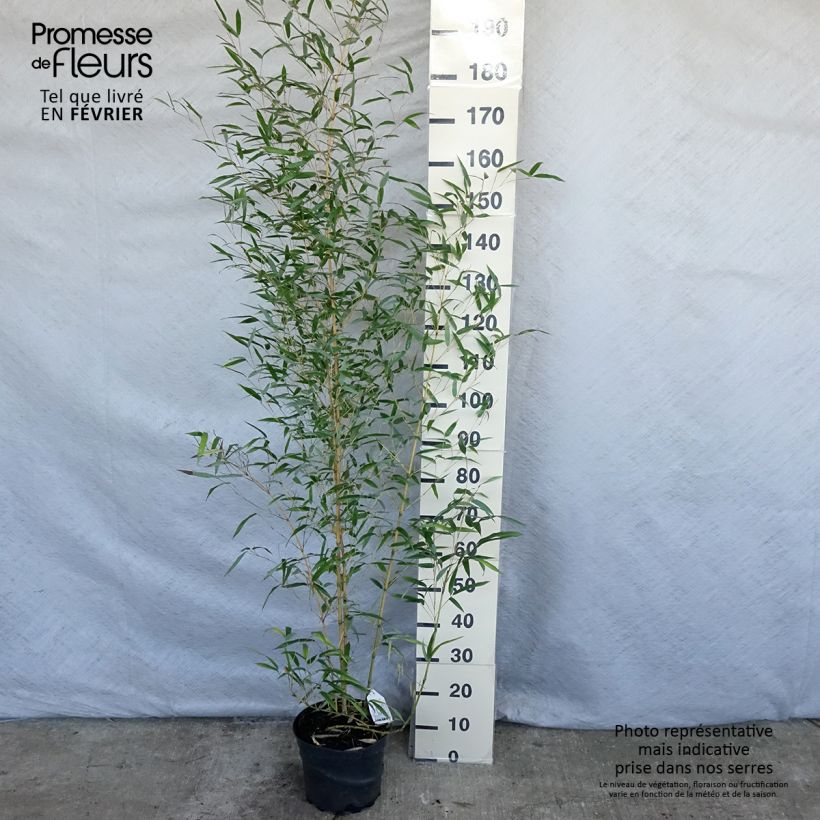 Example of Bambou jaune - Phyllostachys aureosulcata Aureocaulis Pot van 4 l/5 l as you get in hiver