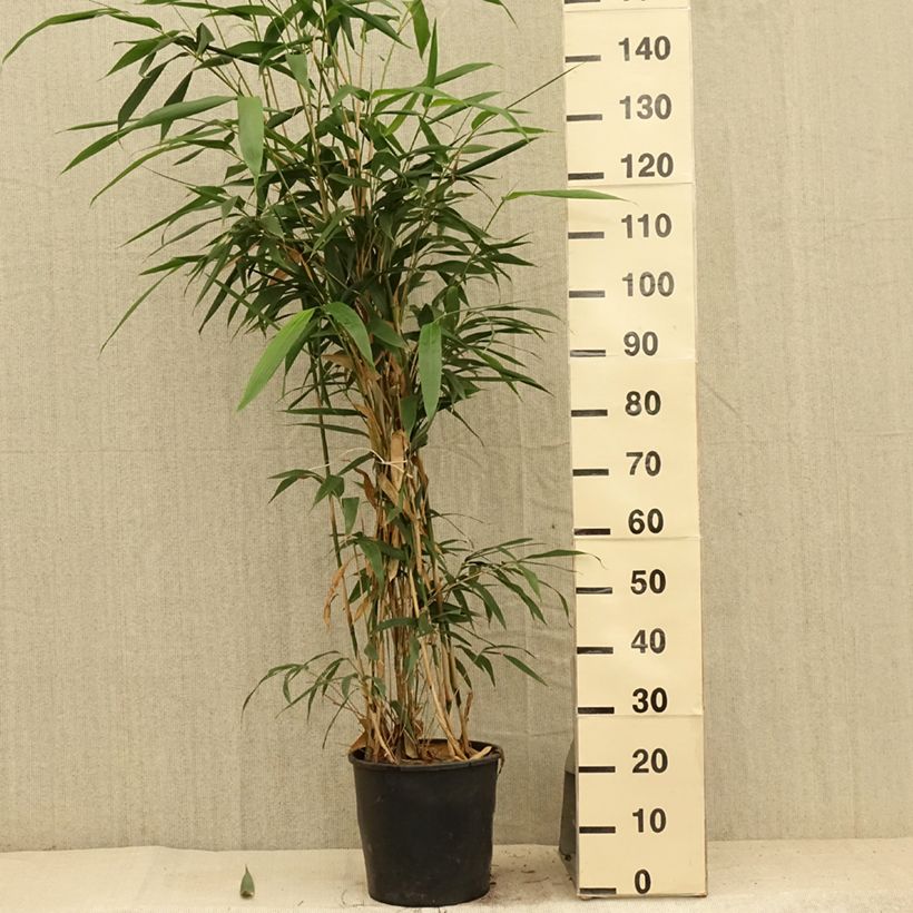 Exemplaar van Pseudosasa japonica - Japanse bamboe Pot van 4 l/5 l zoals geleverd in de zomer