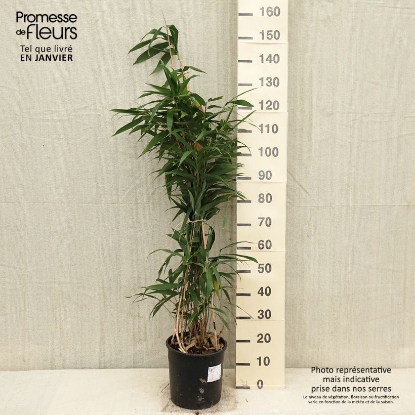 Example of Bambou Métaké - Pseudosasa japonica Pot van 4 l/5 l as you get in hiver