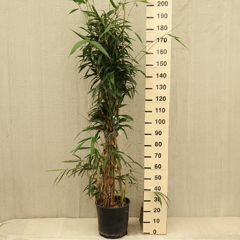 Exemplaar van Pseudosasa japonica - Japanse bamboe Pot van 12 l/15 l zoals geleverd in de zomer