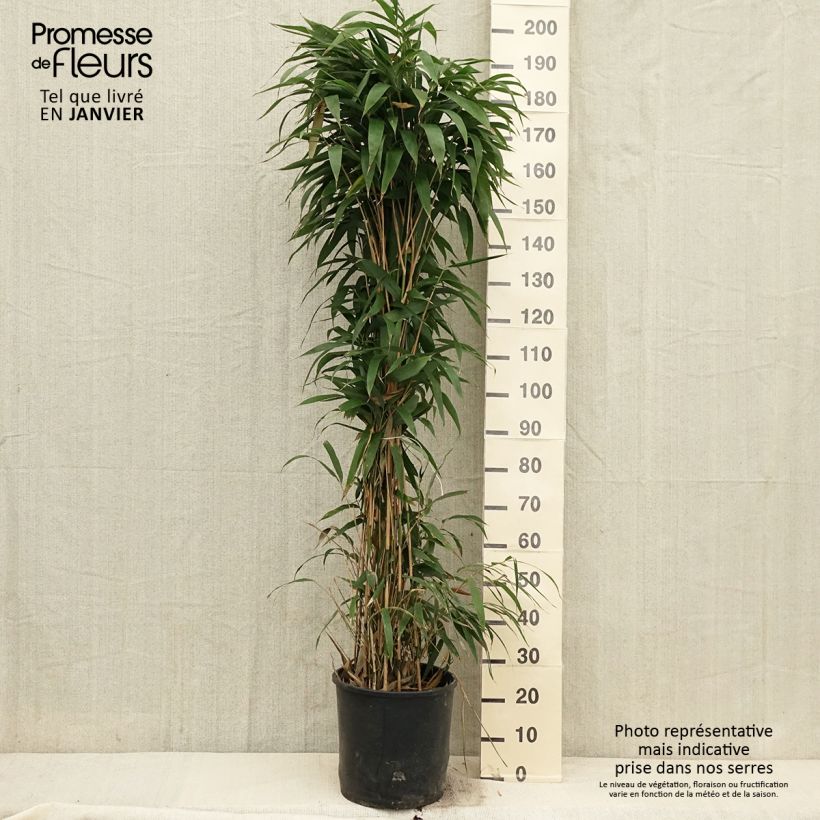 Example of Bambou Métaké - Pseudosasa japonica Pot van 12 l/15 l as you get in hiver