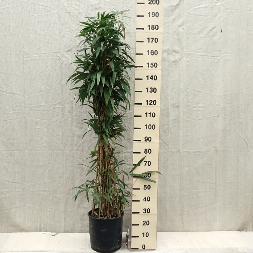 Exemplaar van Pseudosasa japonica - Japanse bamboe Pot van 12 l/15 l zoals geleverd in de lente