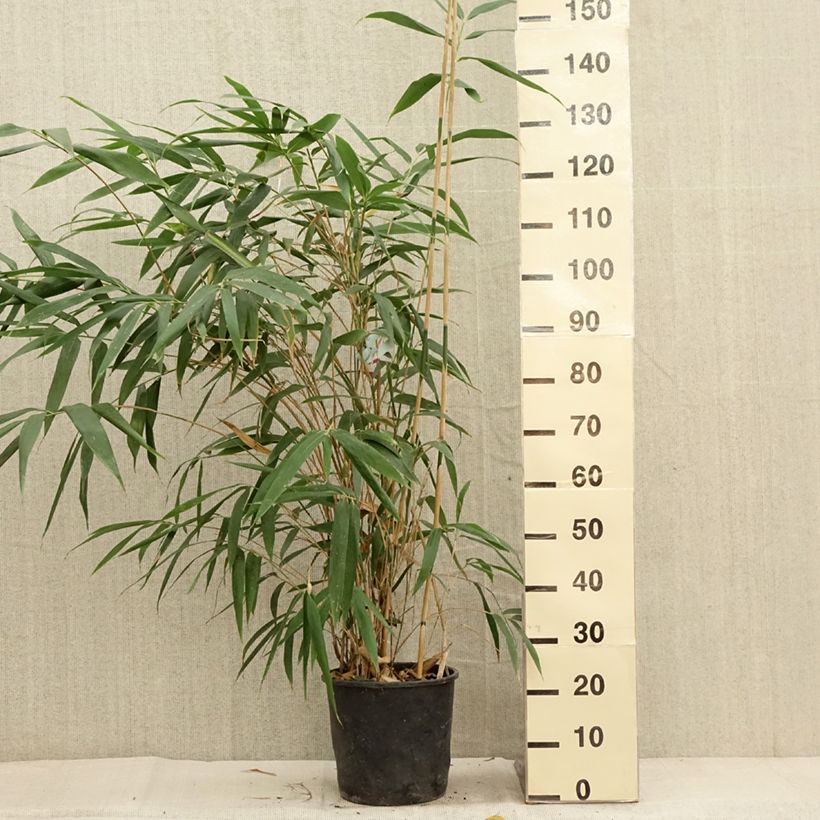 Exemplaar van Pseudosasa japonica - Japanse bamboe Pot van 4 l/5 l zoals geleverd in de herfst