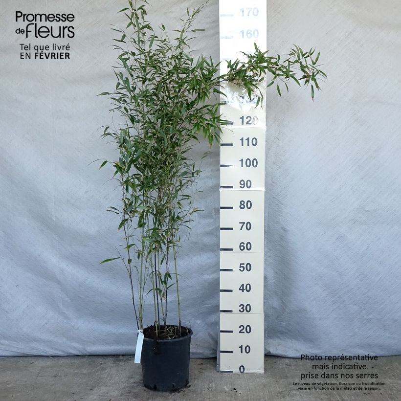 Example of Phyllostachys nigra - Zwarte bamboe Pot van 7,5 l/10 l as you get in hiver