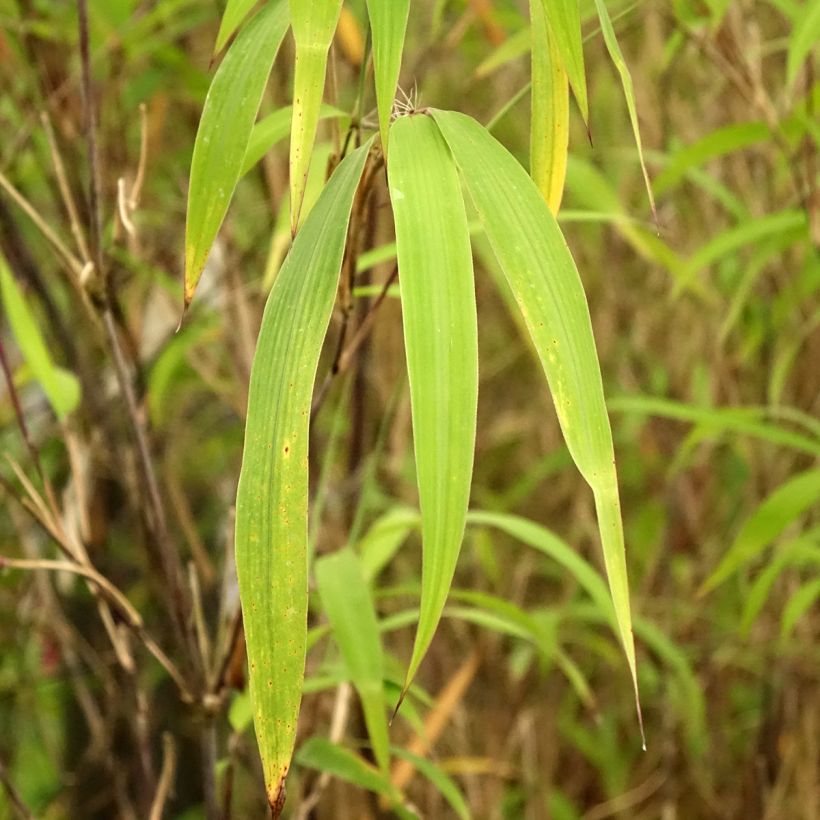 Fargesia yunnanensis - Niet-woekerende bamboe (Blad)