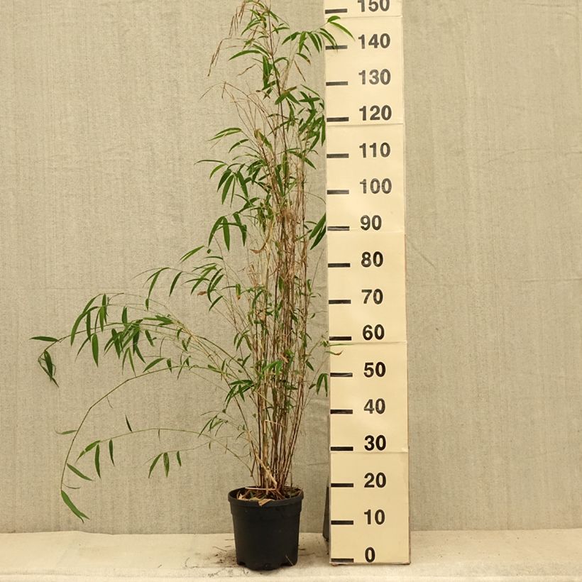 Exemplaar van Fargesia yunnanensis - Niet-woekerende bamboe Pot van 4 l/5 l zoals geleverd in de zomer