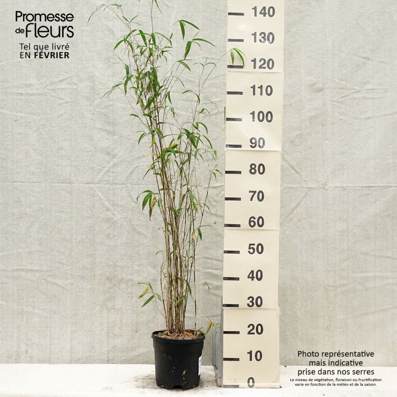 Example of Bambou non traçant - Fargesia yunnanensis Pot van 4 l/5 l as you get in hiver