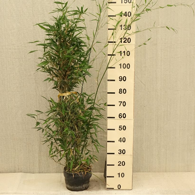 Exemplaar van Phyllostachys bissetii - Reuzenbamboe Pot van 4 l/5 l zoals geleverd in de zomer