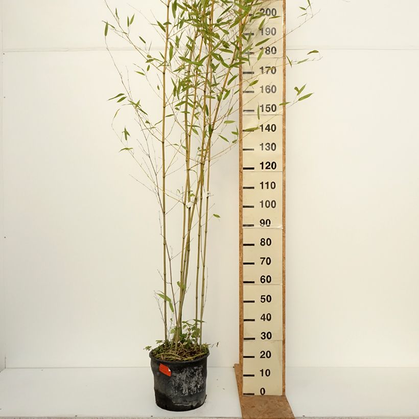 Exemplaar van Phyllostachys bissetii - Reuzenbamboe Pot van 12 l/15 l zoals geleverd in de herfst