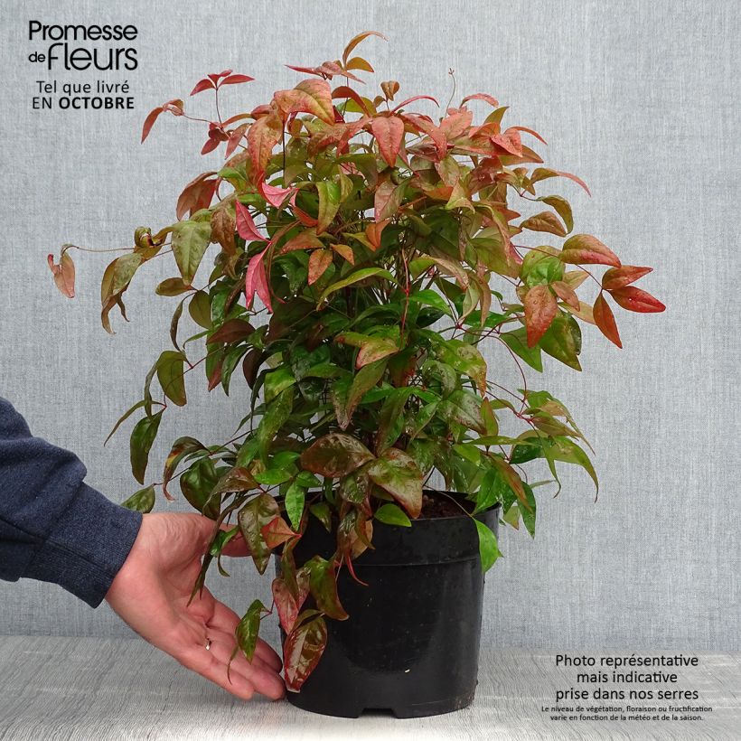 Exemplaar van Nandina domestica Blush Pink - Hemelse bamboe Pot van 2 l/3 l zoals geleverd in de herfst